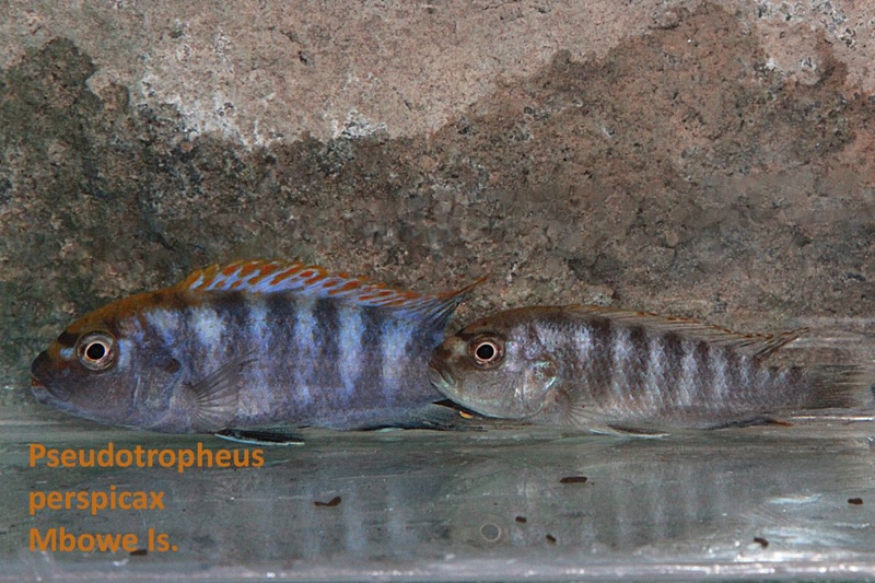 Pseudotropheus perspicax 'Mbowe Island'